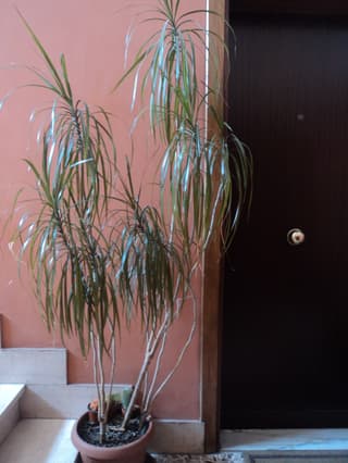Dracena Marginata