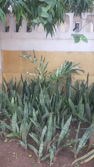 Espada-de-são-jorge