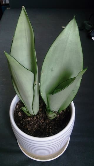 Bogenhanf 'Moonshine'
