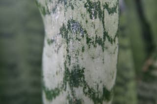 Cânhamo-de-arco