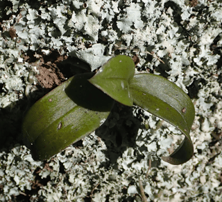Green Fleshy Tree Orchid