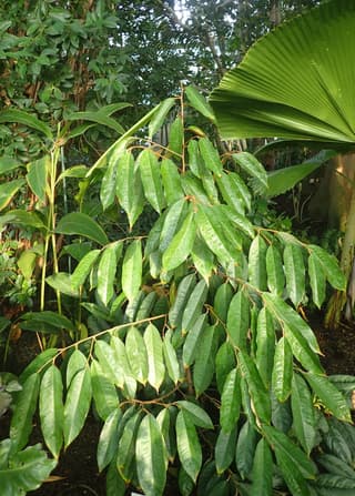 Durião