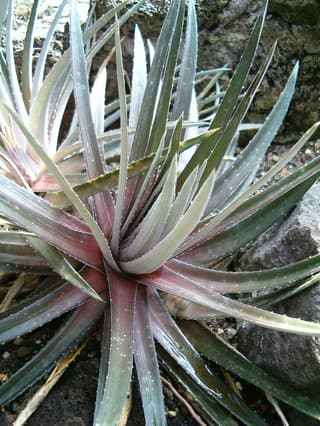 Dyckia