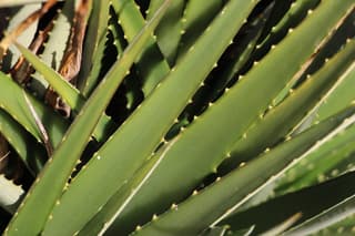 Hoja de Sierra