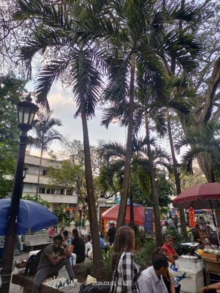Palmeira Dypsis