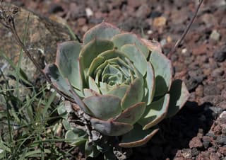Echeveria