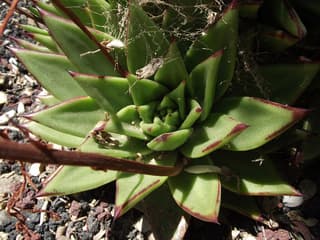 Echeveria-lipstick