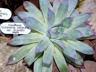 Suculenta Colorata Mexicana