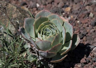 Echeveria Dionysos