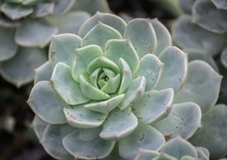 Echeveria pufoasă