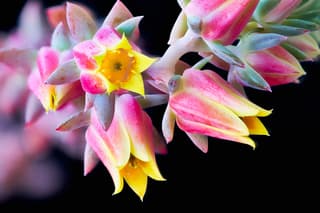 Blue Rose Echeveria