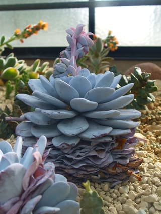 Lau's Echeveria