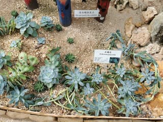 Echeveria pavo real