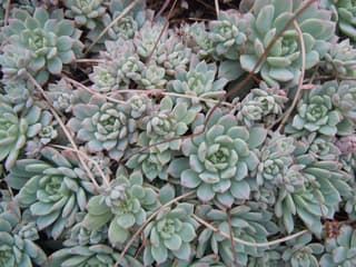 Echeveria prolifera