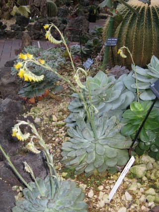 Echeveria-pulidonis
