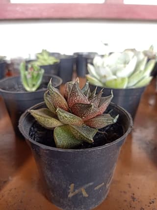 Echeveria-de-Purpus