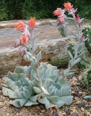 Echeveria Topsy Turvy