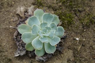 Blue Echeveria