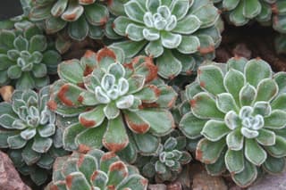 Echeveria-peluda