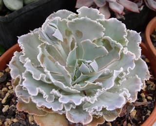 Echeverie shaviana