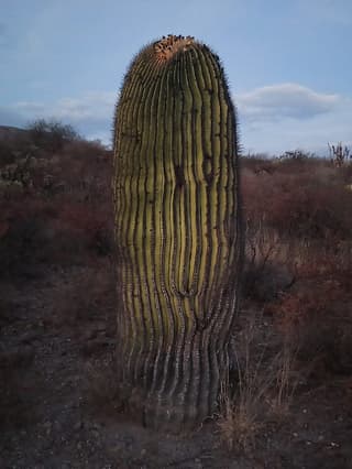 Echinocactus