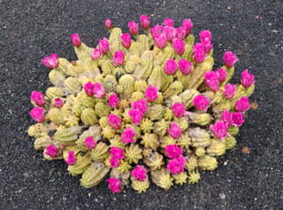 Cactus-ouriço