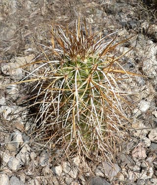 Engelmann's Hedgehog Cactus