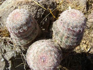 Cactus Erizo Arcoíris