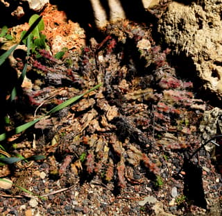 Cactus a dita di dama