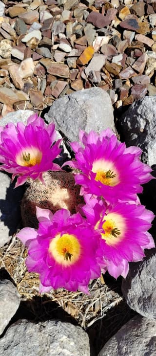 Cactus curcubeu