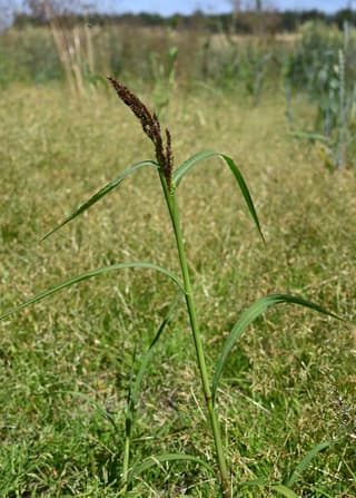 Capim-arroz