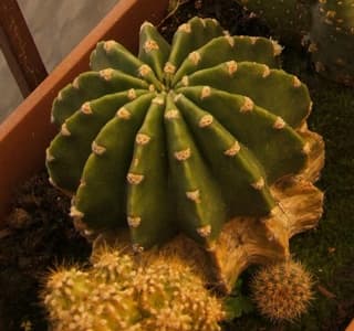 Equinopsis