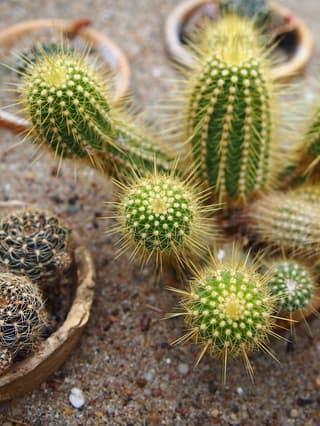 Cactus antorcha roja