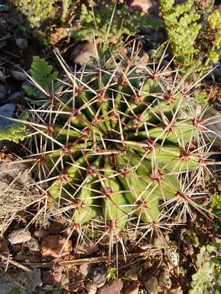 Cacto-bola