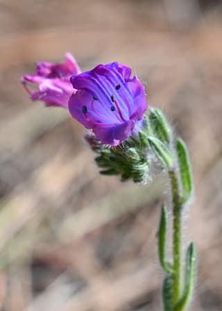 Flor morada