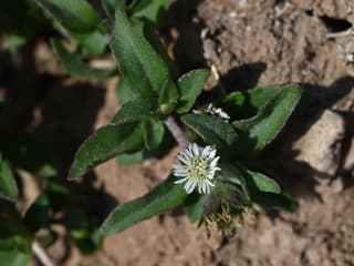 Falsches Gänseblümchen