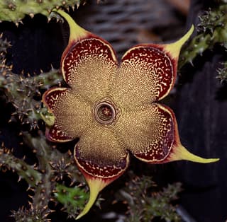 Edithcolea grandis