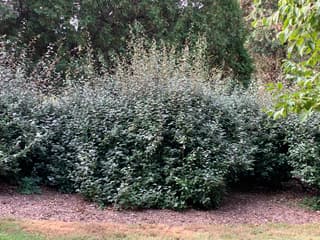 Ebbinge's Silverberry