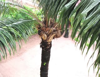 Palmier à huile