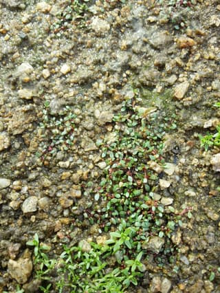 Eight-Stamened Waterwort