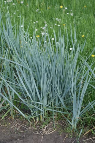 Elymus
