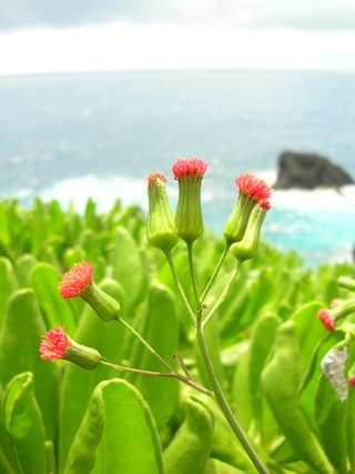 Cupid's shaving brush