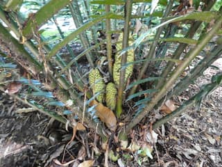 Bread Palm
