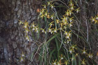Orchidée papillon de Floride