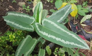 Engler's False Arum