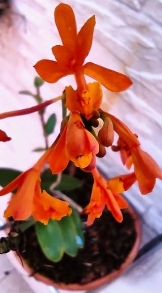 Orquídea de playa