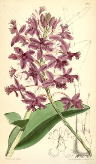 Epidendro de Jamieson