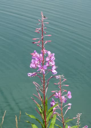 Willowherb / Fireweed (genus)