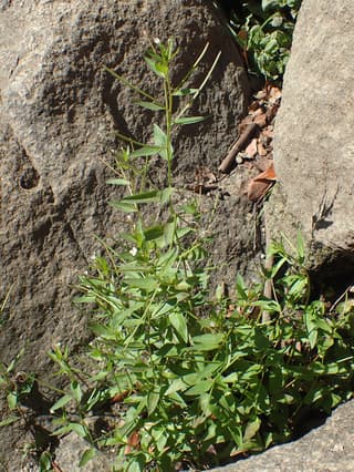 Epilóbio-franjado