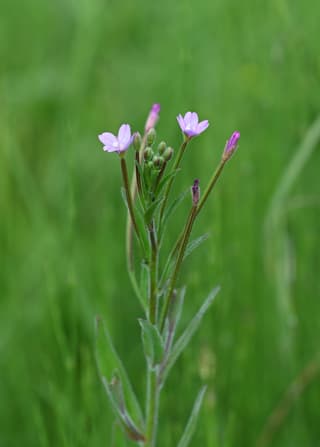 Epilóbio-de-flor-pequena